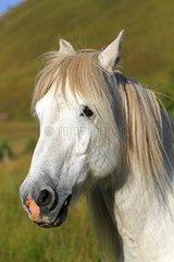 Portrait of a Highland Pony in Scotland