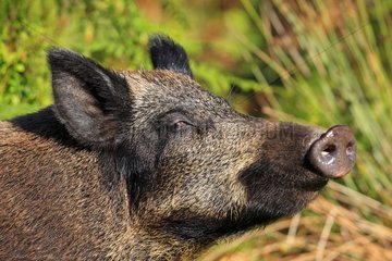 Portrait of a Wild boar