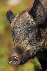 Portrait of a Wild boar