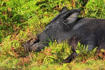 Portrait of a Wild boar resting