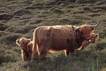 Highland cow and her calf in the Highlands of Scotland