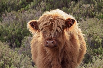 Portrait of a calf Highland Scotland