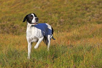 Pointer in the Highlands of Scotland