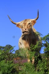 Portrait of a Highland Cow in Scotland