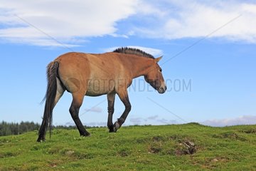 Przewalski horse walking in the Highlands of Scotland