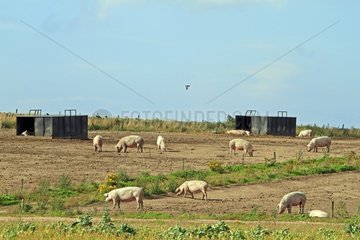 Breeding Pigs in Scotland