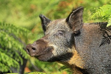 Portrait of a Wild Boar in Scotland
