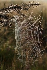 Spider web in Scotland