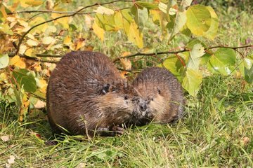 Eurasian Beaver adult and young from the year in Scotland