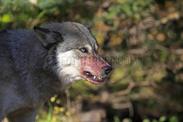 Portrait of a Grey wolf Minnesota USA