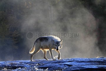 Grey wolf Minnesota USA
