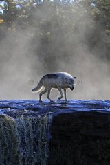 Grey wolf walking in a river in Minnesota USA