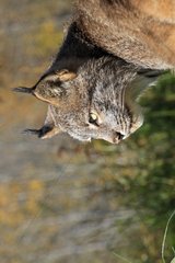 Canadian lynx in Minnesota USA