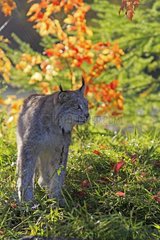 Canadian lynx in Minnesota USA