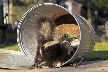 Striped Skunk in the trash in Minnesota USA