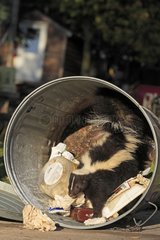Striped Skunk in the trash in Minnesota USA