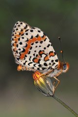 Spotted Fritillary on a flower France