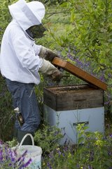 Opening a hive