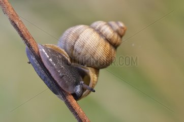 Round-mouthed Snail on a twig in Summer