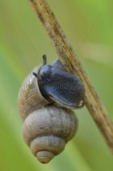 Round-mouthed Snail on a dry grass in Summer
