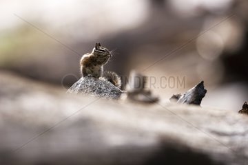 Chipmunk in the Sequoia national parc USA