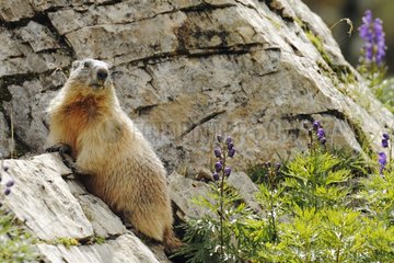 Marmot sunbathing in the Pyrenees France