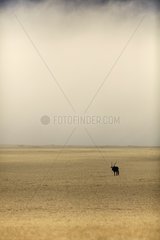 Oryx in a plain by stormy weather and fog Namibia