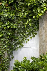 Ivy covering a door