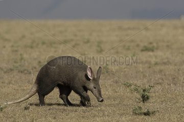 Aardvark walking in the savannah Masai Mara Kenya