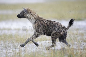 Spotted hyena running in a swamp Masai Mara Kenya