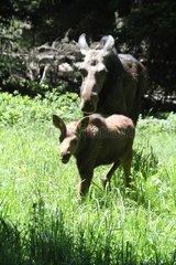 Elk cow and calf in Grand Teton NP USA