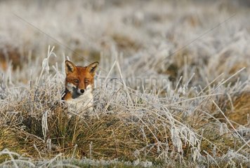 Red fox sitting in a frosty meadow in winter GB