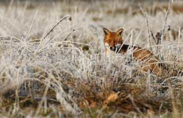 Red fox standing in a frosty meadow in winter GB