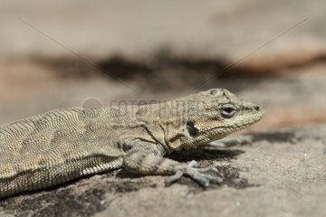 Lizard Escalante Nevada USA