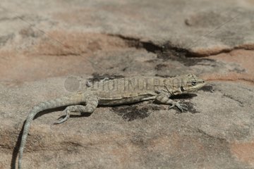 Lizard on a rock Escalante Nevada USA