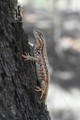 Common Sagebrush Lizard on a tree trunk Escalante Nevada USA