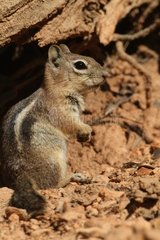 Green River Basin Golden-mantled Ground Squirrel USA