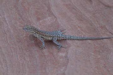Common Side-blotched Lizard Valley of Fire Nevada USA