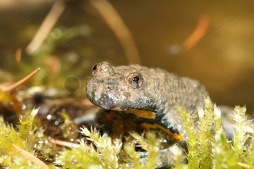 Yellow bellied Toad in summer France