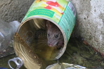 Brown Rat in a can in summer France