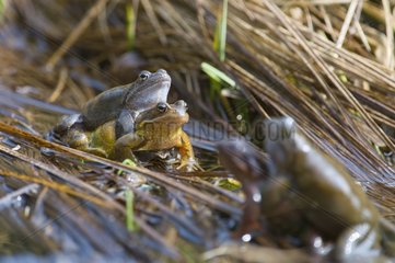 Frogs mating in lake Jura France