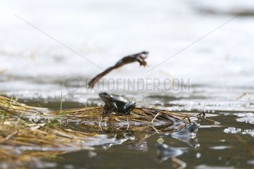Frog jumping on a frozen lake Jura France