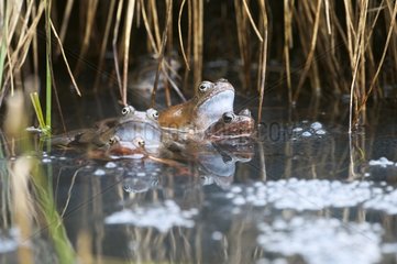 Frogs mating in red lake Jura France