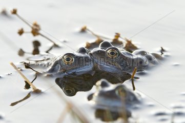 Frogs couple in a lake Jura France