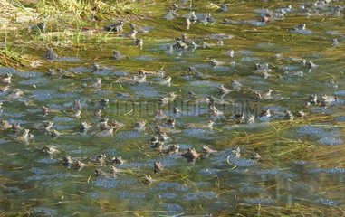 Frogs rally in a lake Jura France