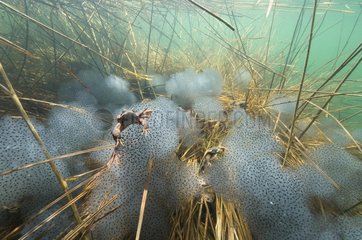 European Frog spawn in a lake and Jura France