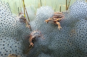 European Frog mating in a lake and eggs Jura France