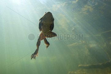 Frog swimming back surface of a lake Jura France