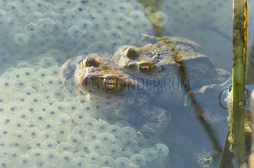 Common toad mating in a lake Jura France