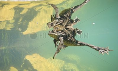 Common toad mating in a lake Jura France